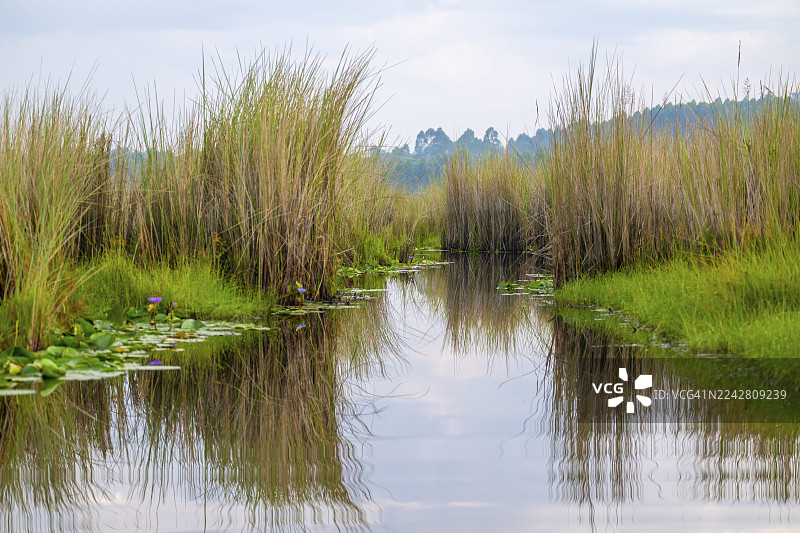 马班巴沼泽，维多利亚湖，乌干达图片素材