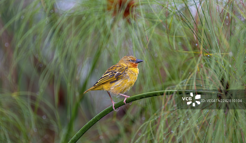 织布鸟（Ploceus castanops），雌性，一只鸟栖息在纸莎草茎上，维多利亚湖马班巴沼泽，乌干达图片素材