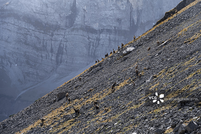 一群岩羚羊在奥地利蒂罗尔州卡文德尔山东部山区陡峭的岩石上图片素材