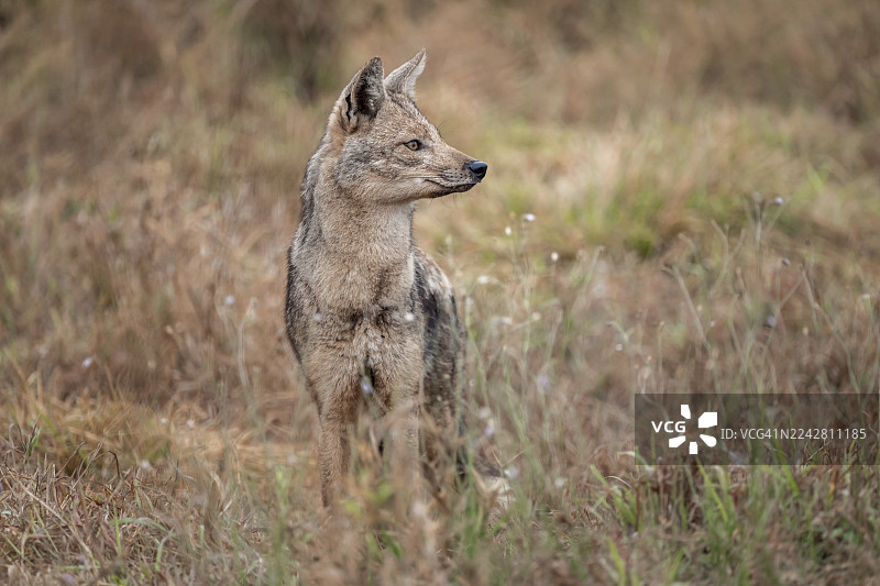 条纹豺（Canis adustus），克鲁格国家公园，南非图片素材