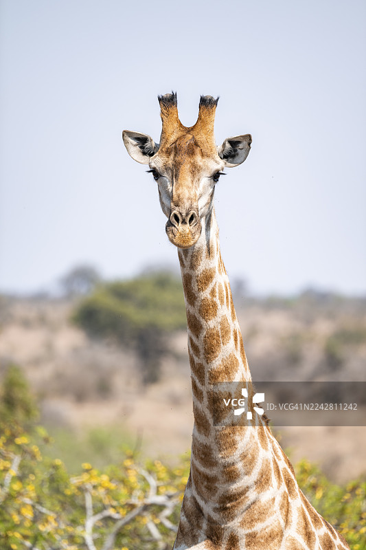 好望角长颈鹿（Giraffa giraffa giraffa），非洲稀树草原，克鲁格国家公园，南非图片素材