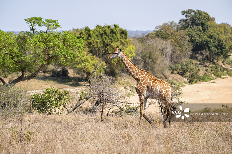 好望角长颈鹿（Giraffa giraffa giraffa），非洲稀树草原，克鲁格国家公园，南非图片素材