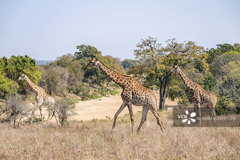 三只南非长颈鹿（Giraffa giraffa giraffa），非洲稀树草原，克鲁格国家公园，南非图片素材