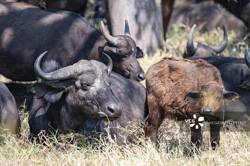 卡菲尔水牛（Syncerus caffer caffer），成群的幼年动物，克鲁格国家公园，南非图片素材
