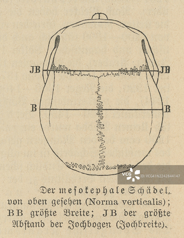 头顶视角描绘的中间头骨的旧雕刻插图。头骨从上方绘制，显示了测量线、缝线和顶骨轮廓。图片素材