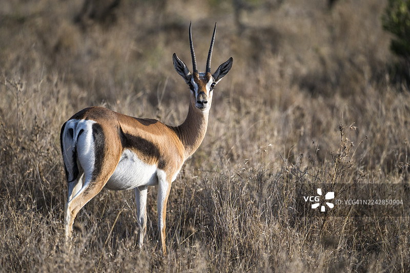 格兰特瞪羚图片素材