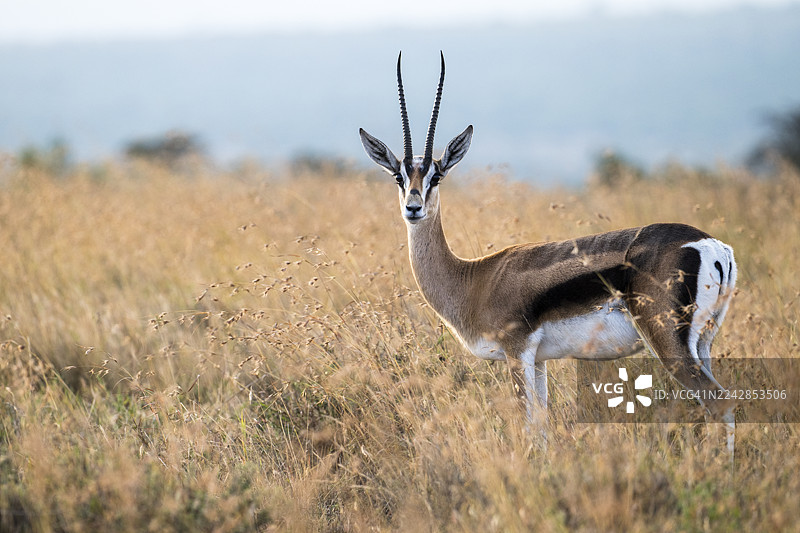 格兰特氏瞪羚图片素材