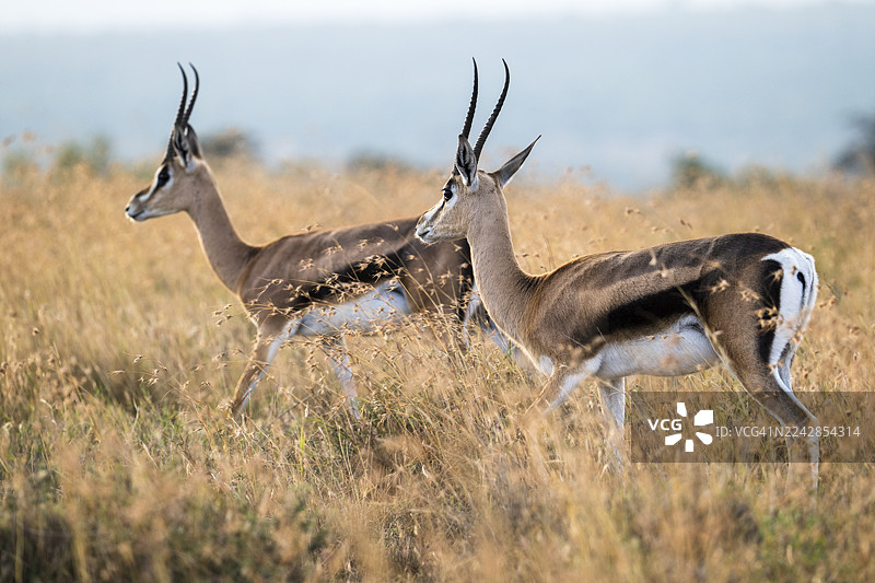 格兰特氏瞪羚图片素材