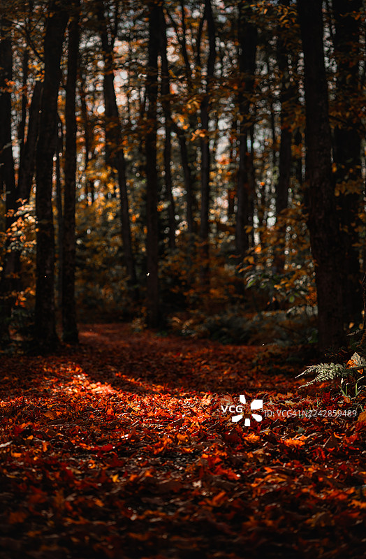 秋日森林，色彩斑斓图片素材