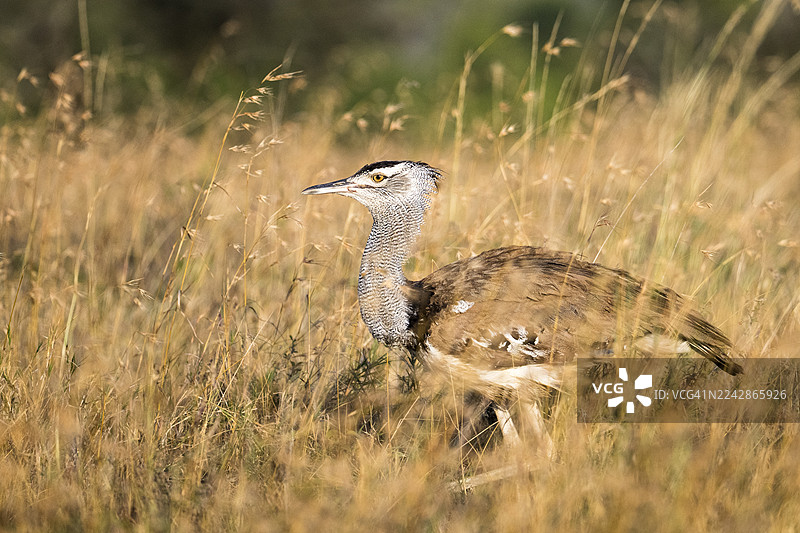 科里鸨在长草中图片素材