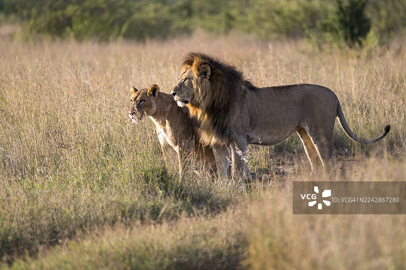 狮子与母狮在草原上图片素材