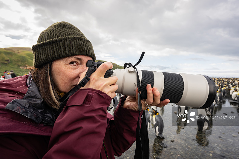 野生动物摄影师与帝企鹅图片素材