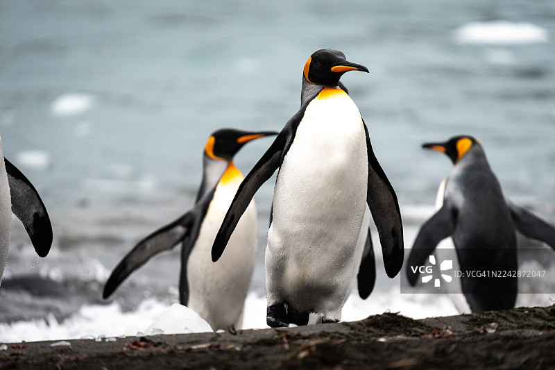沙滩上的国王企鹅。图片素材