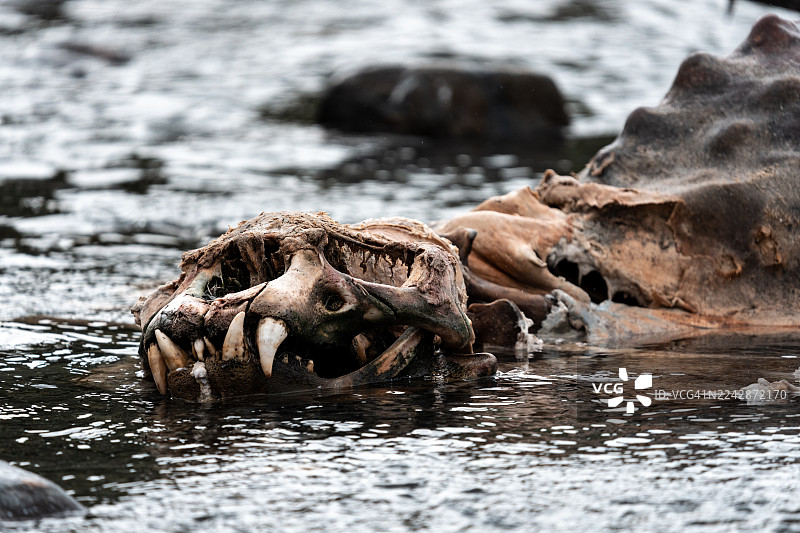 溪流中的海豹尸体图片素材