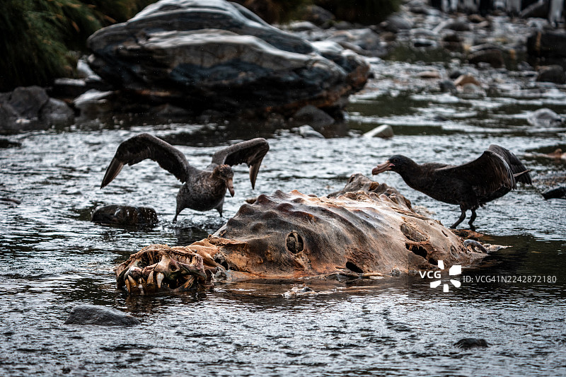 巨鹱啄食海豹尸体图片素材