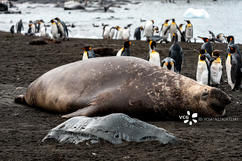 象海豹与企鹅图片素材