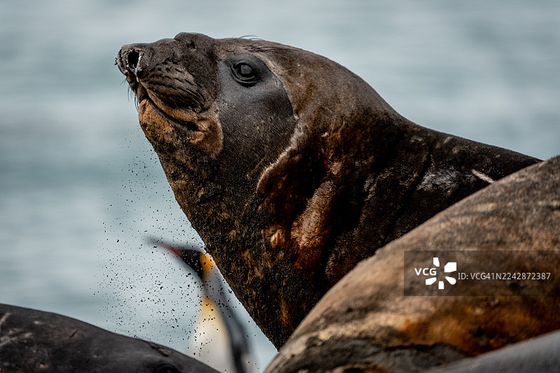 象海豹图片素材