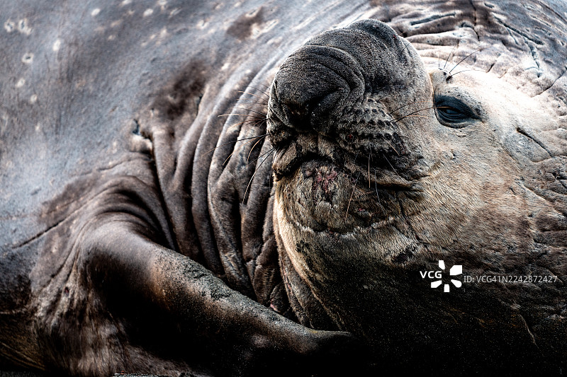 象海豹图片素材
