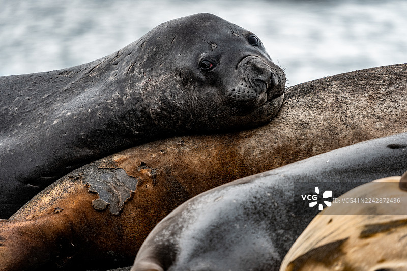 一只海象站起来压在另一只海象身上图片素材