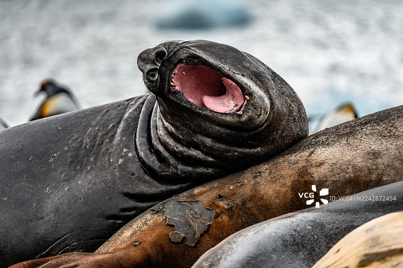 大象海豹打哈欠图片素材