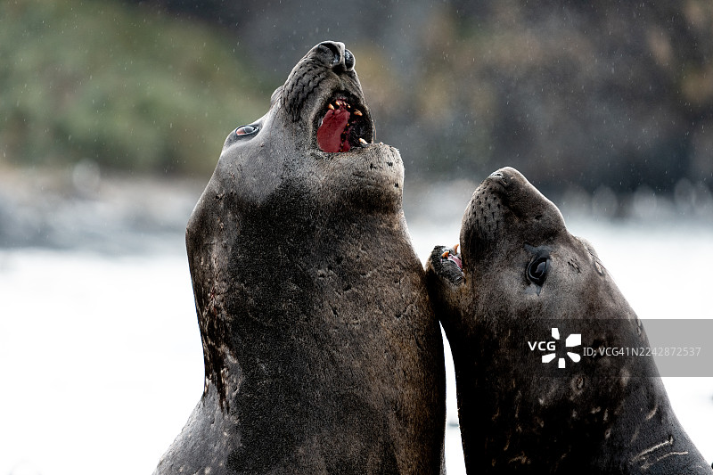 象海豹图片素材