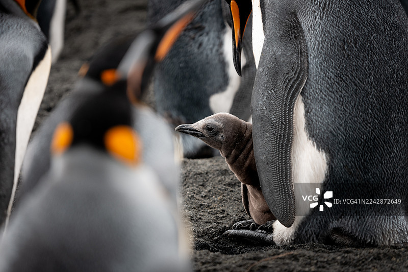 帝企鹅宝宝图片素材