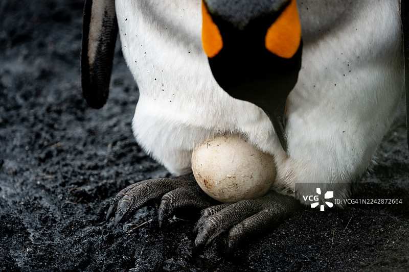 帝企鹅保护着它的蛋图片素材