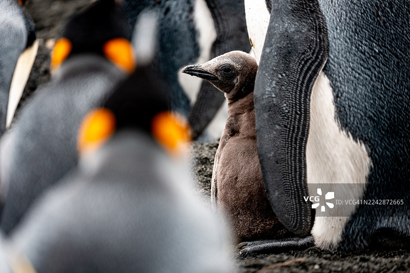 帝企鹅幼崽图片素材