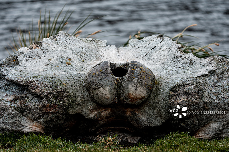 鲸鱼脊椎骨图片素材