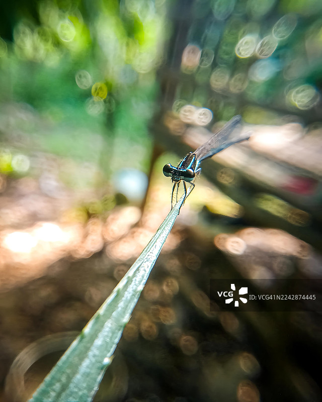 自然环境中，一只精致的豆娘停歇在纤细的草叶上的特写图片素材