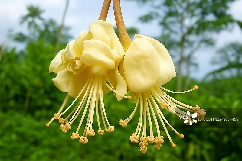 繁茂的热带花园中，充满活力的黄色榴莲花盛开的特写，展现出精美的细节和自然之美图片素材