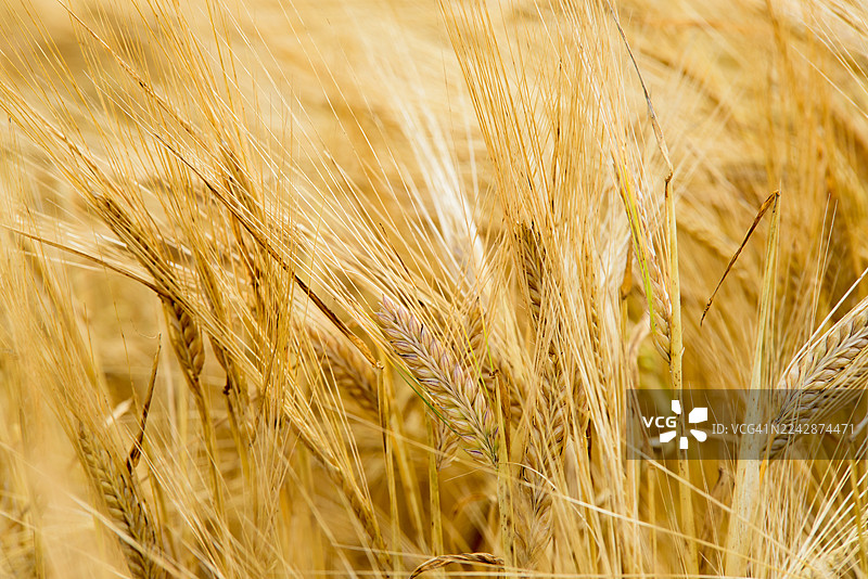 自然光下田野里金黄麦穗的特写，象征着农业和丰收图片素材