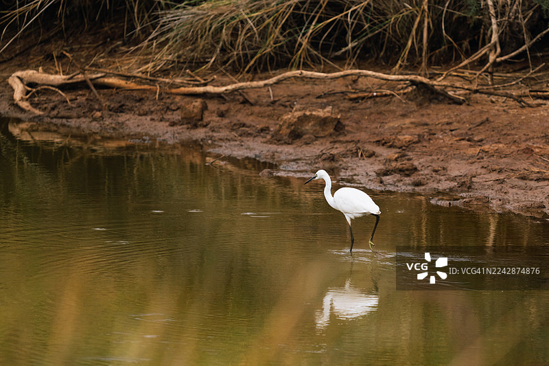小白鹭在浅湖边泥泞的岸边涉水觅食图片素材