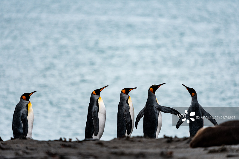 海滩上的国王企鹅图片素材