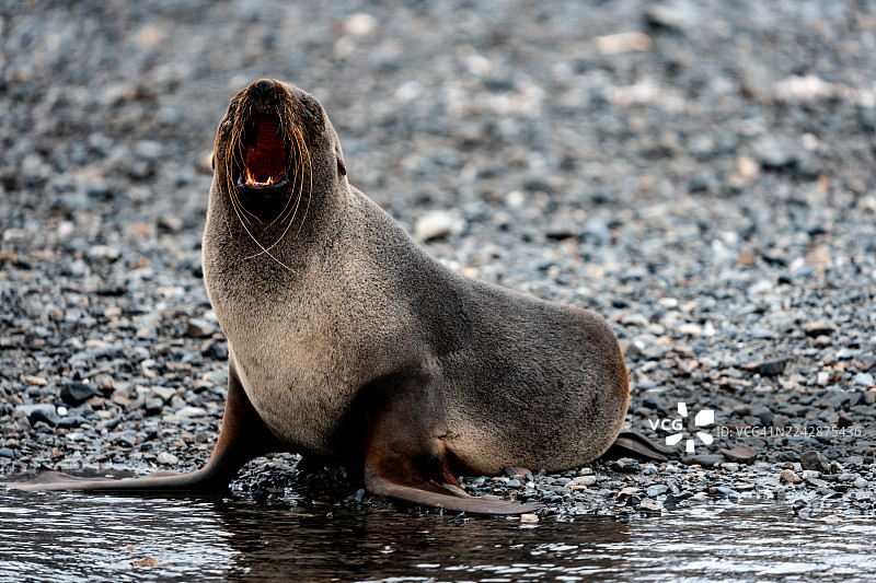 海狗在水边图片素材