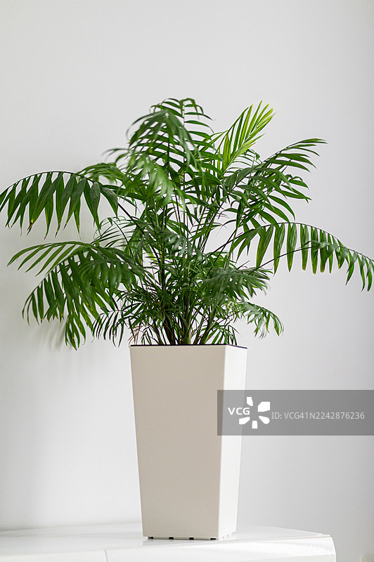 白色花盆中鲜绿的观叶植物，置于干净的白色背景前，展现出极简家居装饰风格图片素材