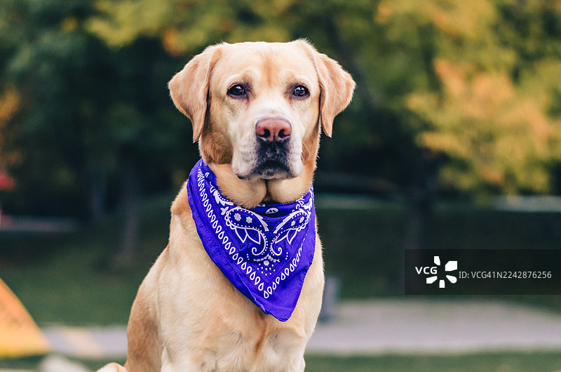 一只忠诚的金毛拉布拉多寻回犬的特写肖像，它戴着鲜艳的蓝色围巾，在户外直视着镜头。图片素材