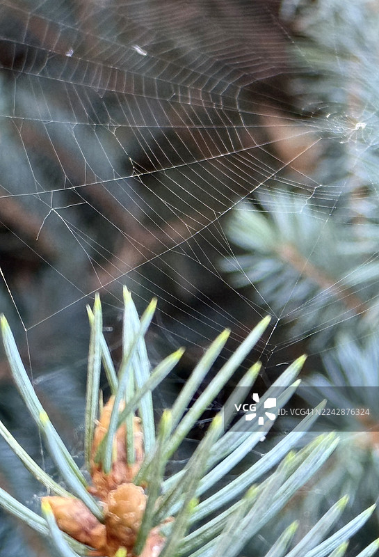 特写镜头下，精致的蜘蛛网上爬着一只微小的蜘蛛，它栖息在常绿针叶上，展现了大自然错综复杂的细节图片素材
