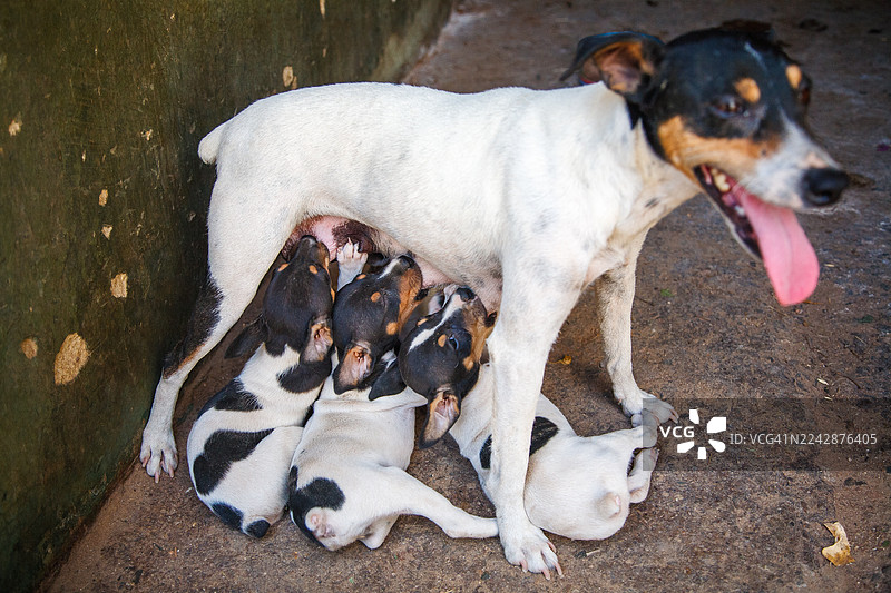 母狗在人行道上哺乳她的幼崽图片素材