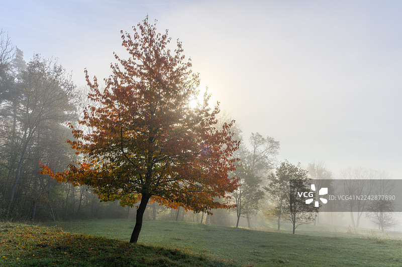 秋日多雾天气下，田野上的树木与天空图片素材