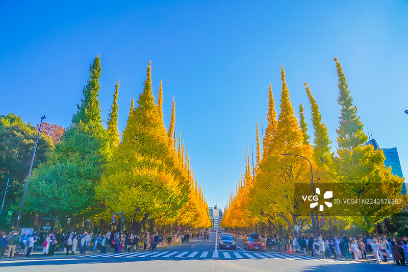 在湛蓝天空下，金黄色的银杏树排成一列公园大道，远处有人群和车辆。图片素材