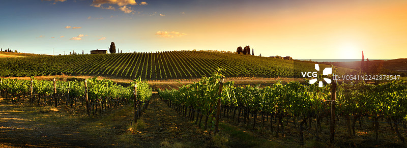 日落时分，葡萄园在生机勃勃的天空下呈现出壮丽的景色，层叠的山丘上展示着一排排葡萄藤，意大利基安蒂格雷韦图片素材