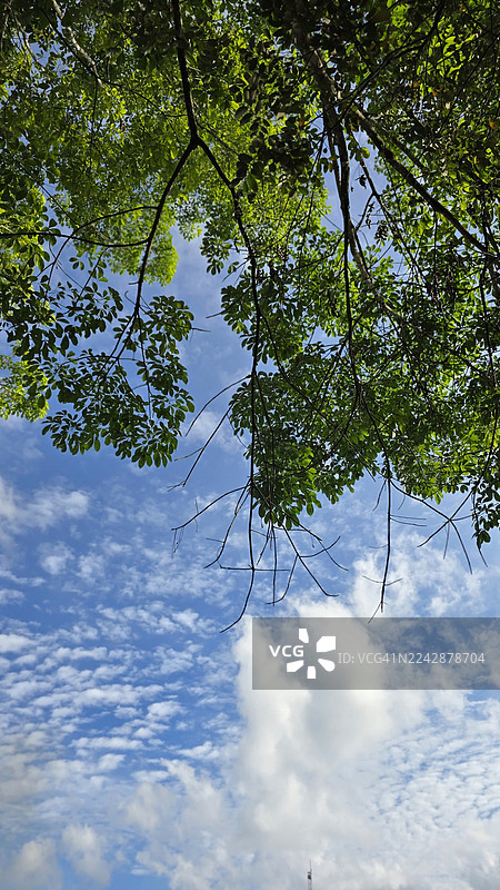 从低角度拍摄的郁郁葱葱的绿色树枝，背景是生机勃勃的蓝天和零星的云彩，印度尼西亚，Pangkalan Kuras，Kemang图片素材