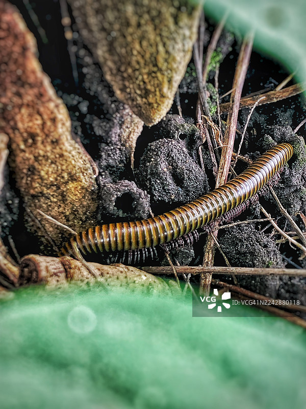 特写镜头：千足虫在森林地面上爬行，前景是绿色树叶。图片素材