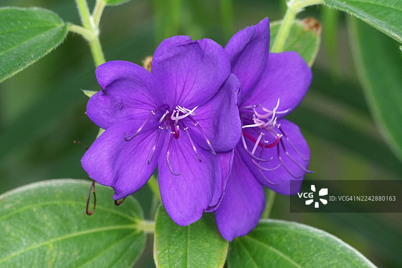 绿叶衬托下的鲜艳紫色荣耀灌木花朵图片素材