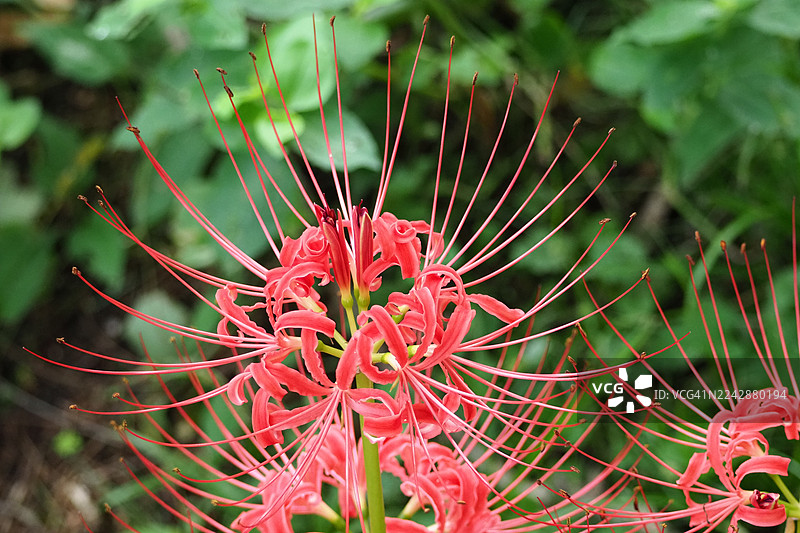 盛开的鲜红蜘蛛百合特写，背景为柔和的绿色图片素材