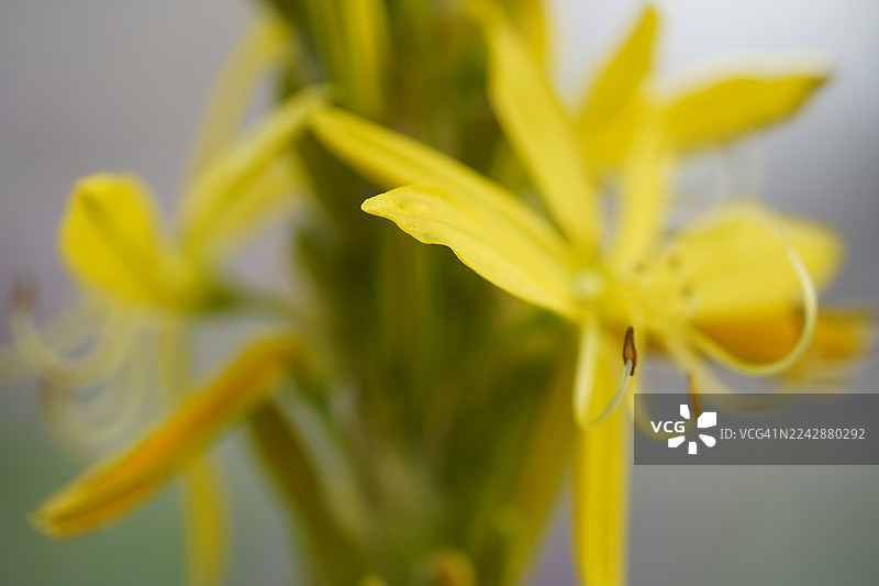 特写镜头下充满活力的黄色开花植物，展示其娇嫩的花瓣和雄蕊，景深较浅图片素材