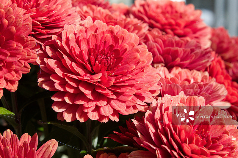 自然光下盛开的鲜艳粉色大丽花特写，展示了精致的花瓣和丰富的色彩图片素材