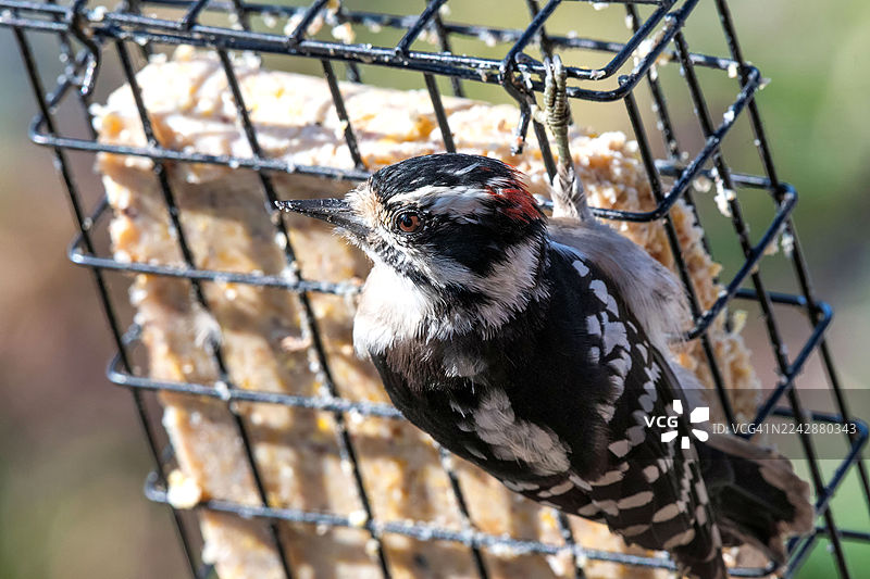 一只绒羽啄木鸟栖息在猪油喂食器上的特写，细节丰富图片素材