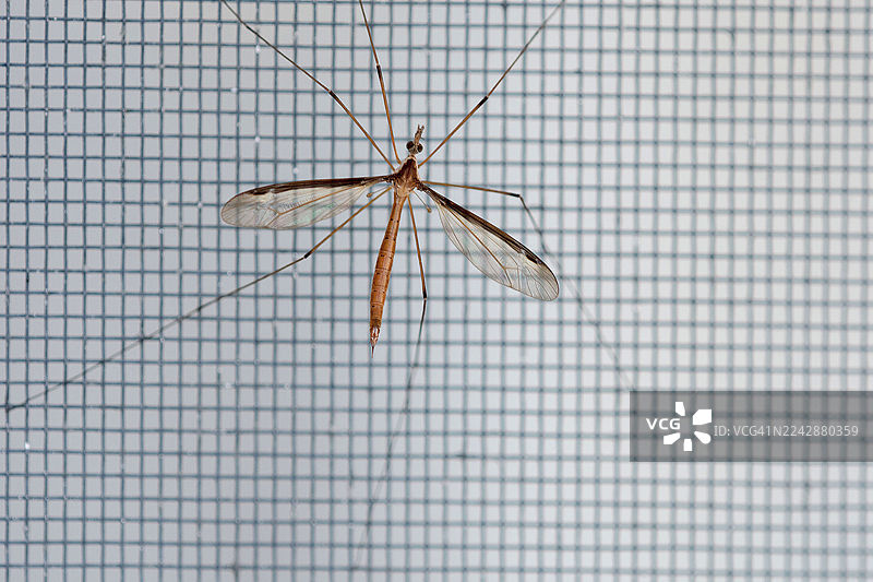窗纱上的长足虻特写图片素材
